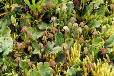 Bryophyte