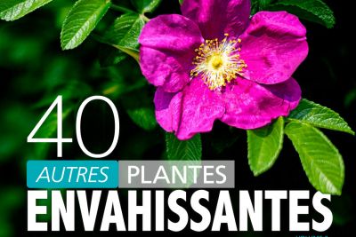 40 autres plantes envahissantes